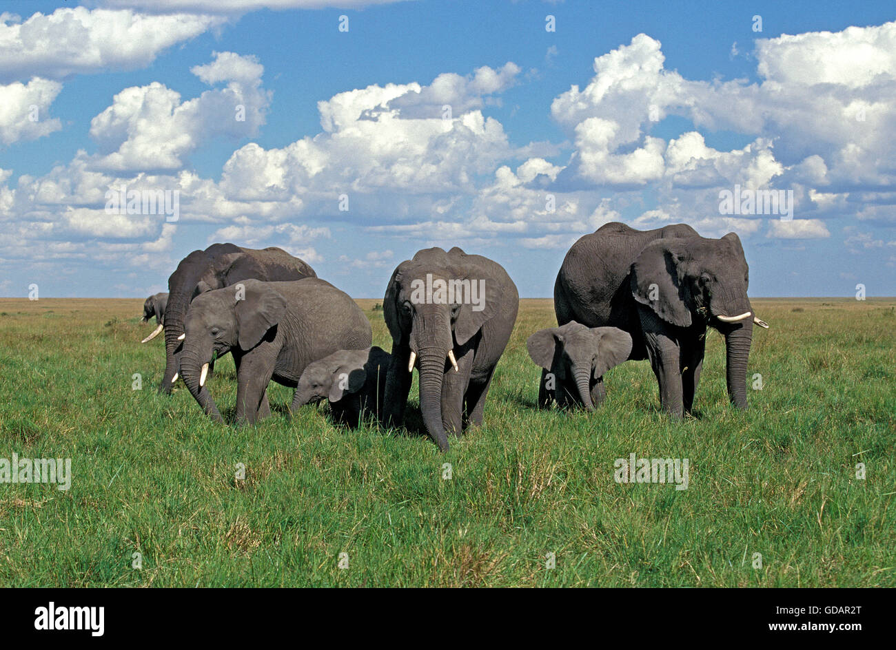 L'éléphant d'Afrique, Loxodonta africana, harde du parc de Masai Mara au Kenya Banque D'Images