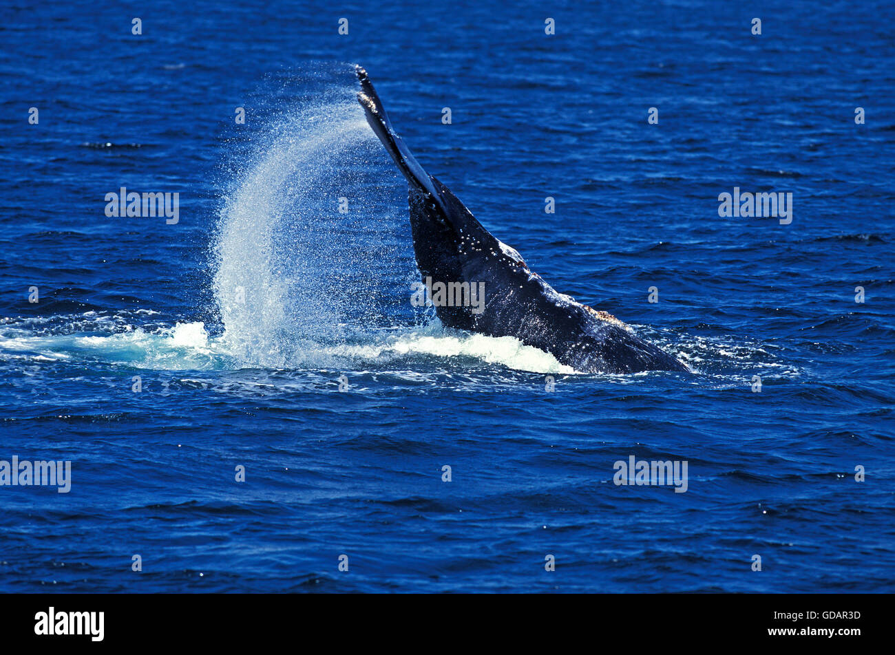 Baleine à bosse Megaptera novaeangliae, LOB-tailing, BATTANT CONTRE LE COMPORTEMENT DE LA QUEUE DES EAUX DE SURFACE, ALASKA Banque D'Images