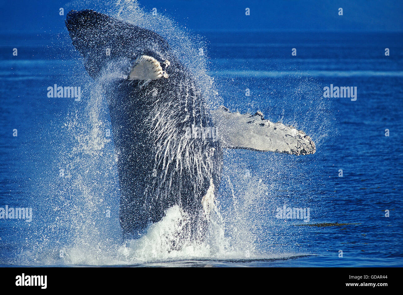 Baleine à bosse Megaptera novaeangliae, violer adultes, ALASKA Banque D'Images