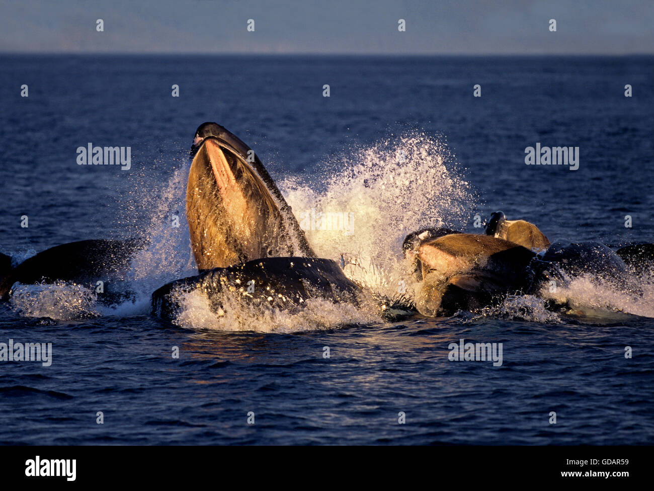 Rorqual à bosse, Megaptera novaeangliae, Groupe d'alimentation de filet à bulles, bouche ouverte pour attraper le krill, Alaska Banque D'Images