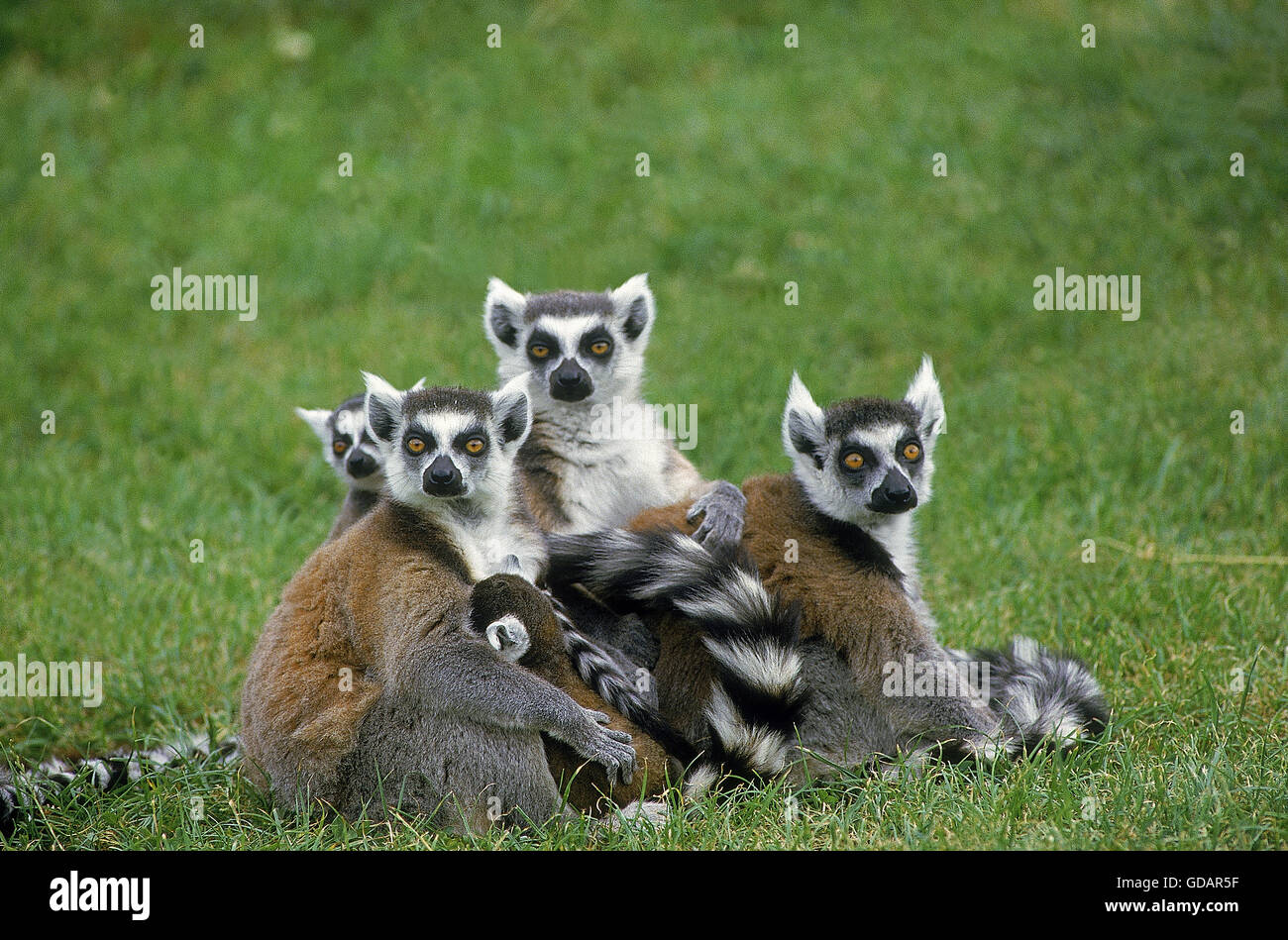 RING TAILED LEMUR lemur catta, GROUPE D'ADULTES SUR L'HERBE Banque D'Images