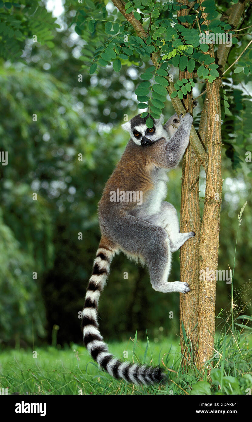 Ring Tailed Lemur, lemur catta, escalade adultes arbre vers le bas Banque D'Images