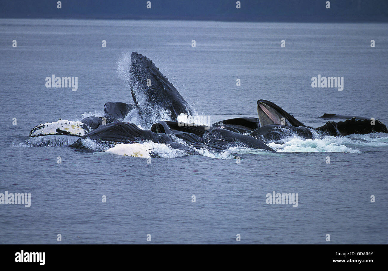 Baleine en train de manger du krill Banque de photographies et d’images