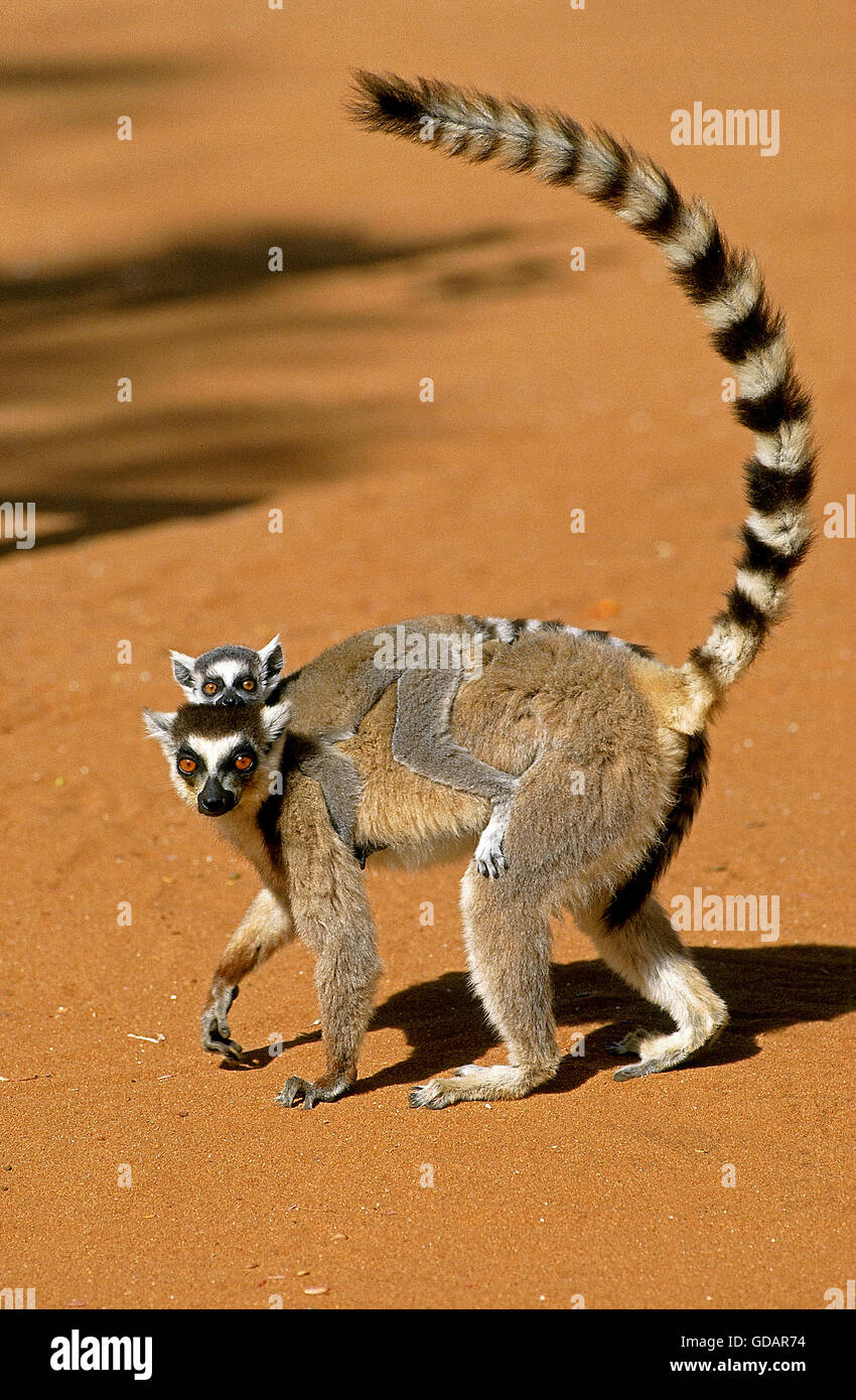 Ring Tailed Lemur, lemur catta, mère de jeunes sur son dos, Bryanston réserver à Madagascar Banque D'Images