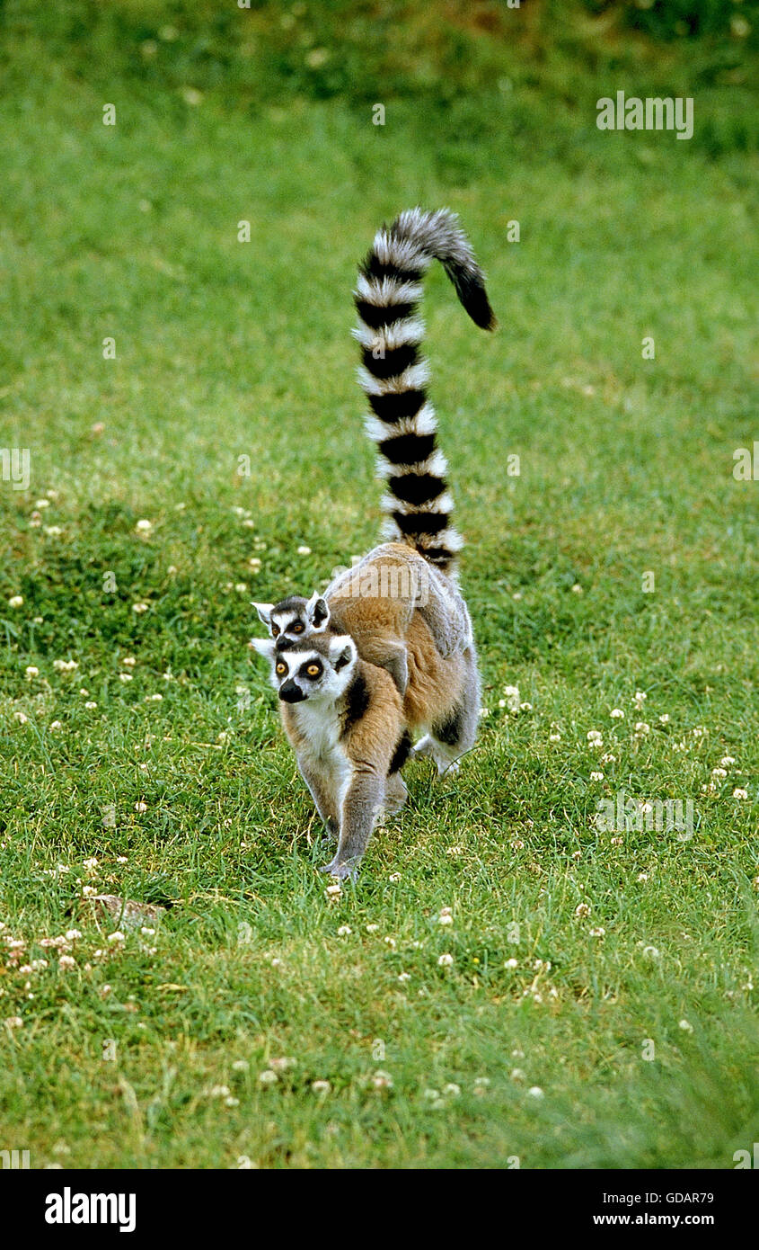 RING TAILED LEMUR lemur catta, FEMME TRANSPORTANT LES JEUNES SUR SON DOS, MADAGASCAR Banque D'Images