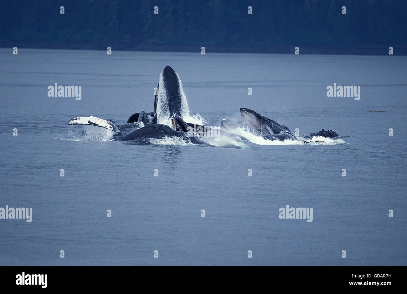 Rorqual à bosse, Megaptera novaeangliae, Groupe d'alimentation de filet à bulles, bouche ouverte pour attraper le krill, Alaska Banque D'Images