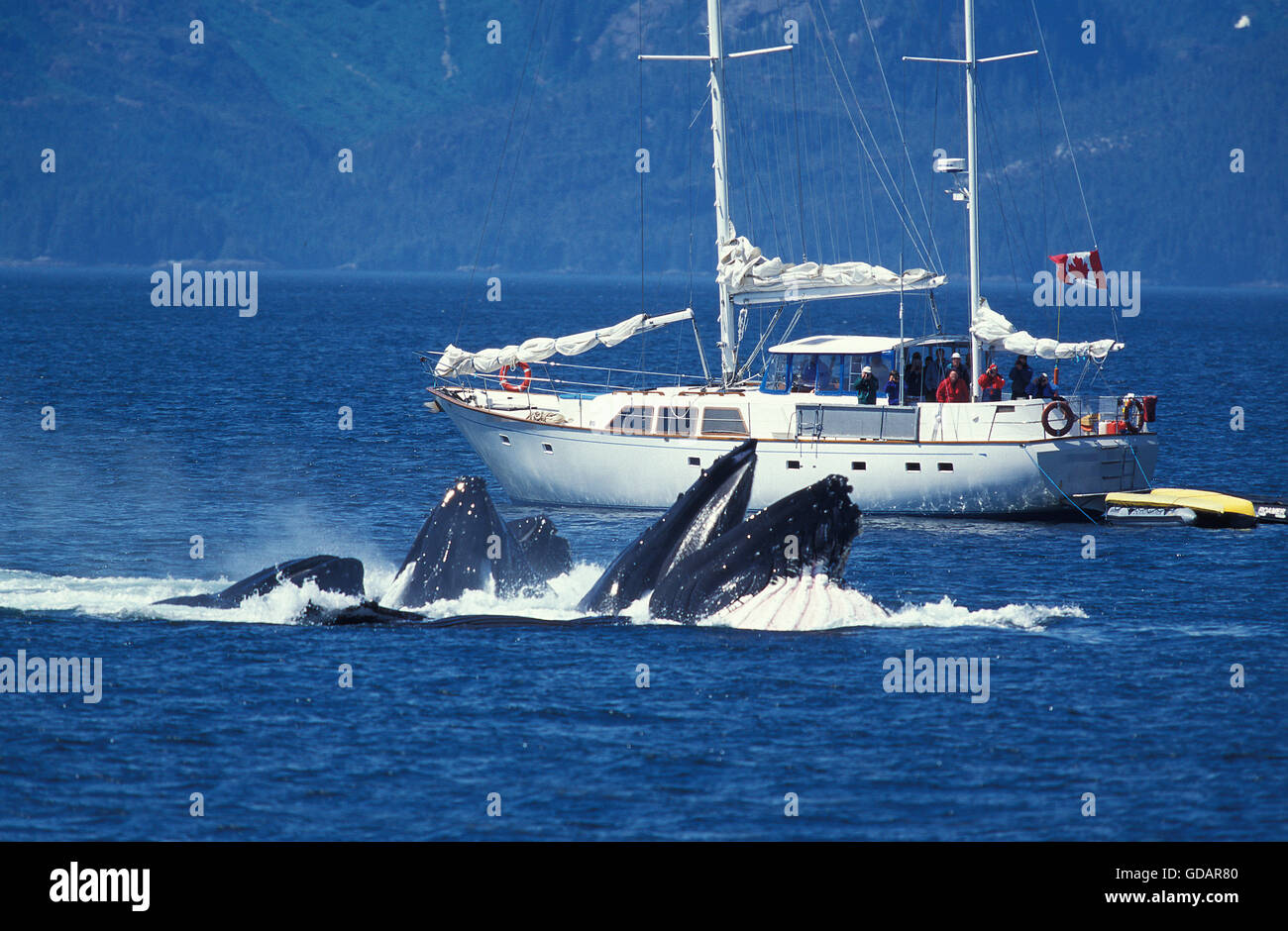 Baleine à bosse Megaptera novaeangliae, GROUPE FAISANT UN CERCLE pour attraper le krill, ALASKA Banque D'Images