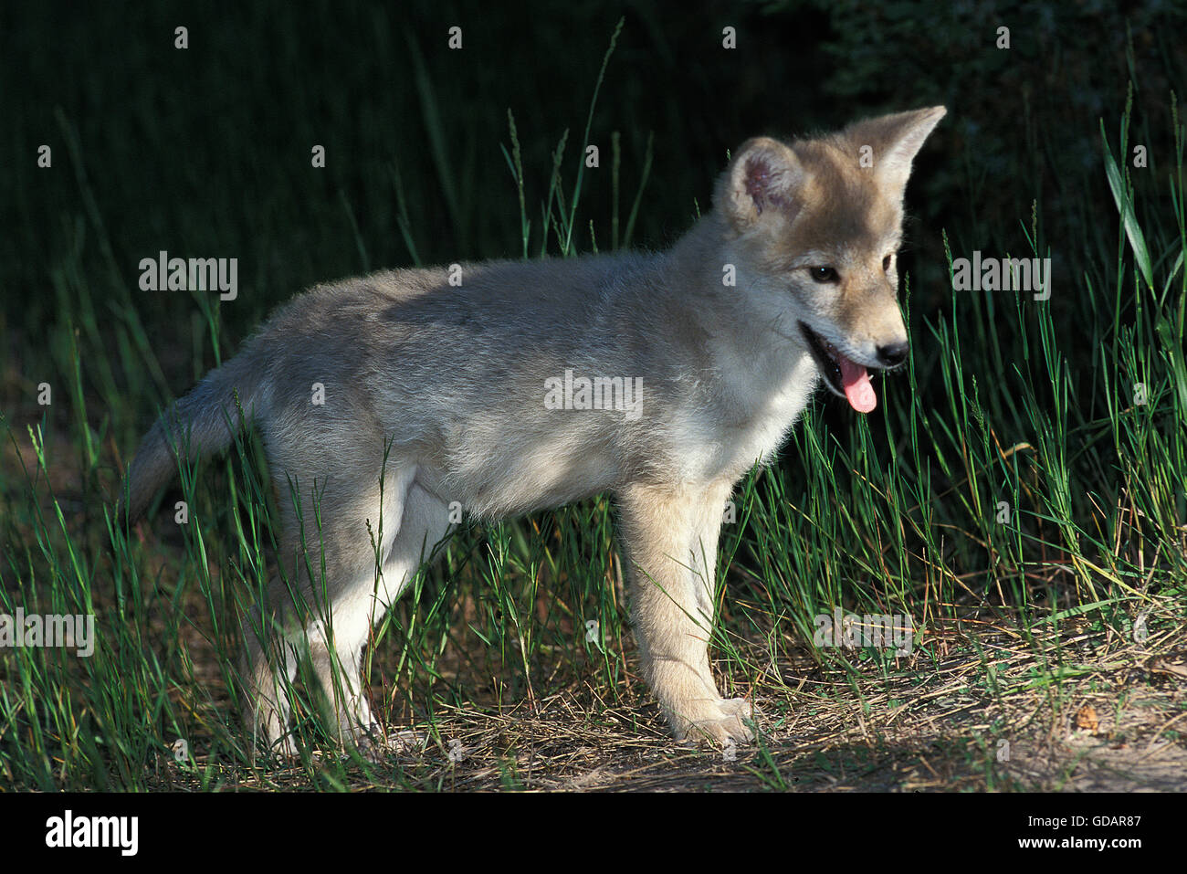 COYOTE Canis latrans, MINET, Montana Banque D'Images