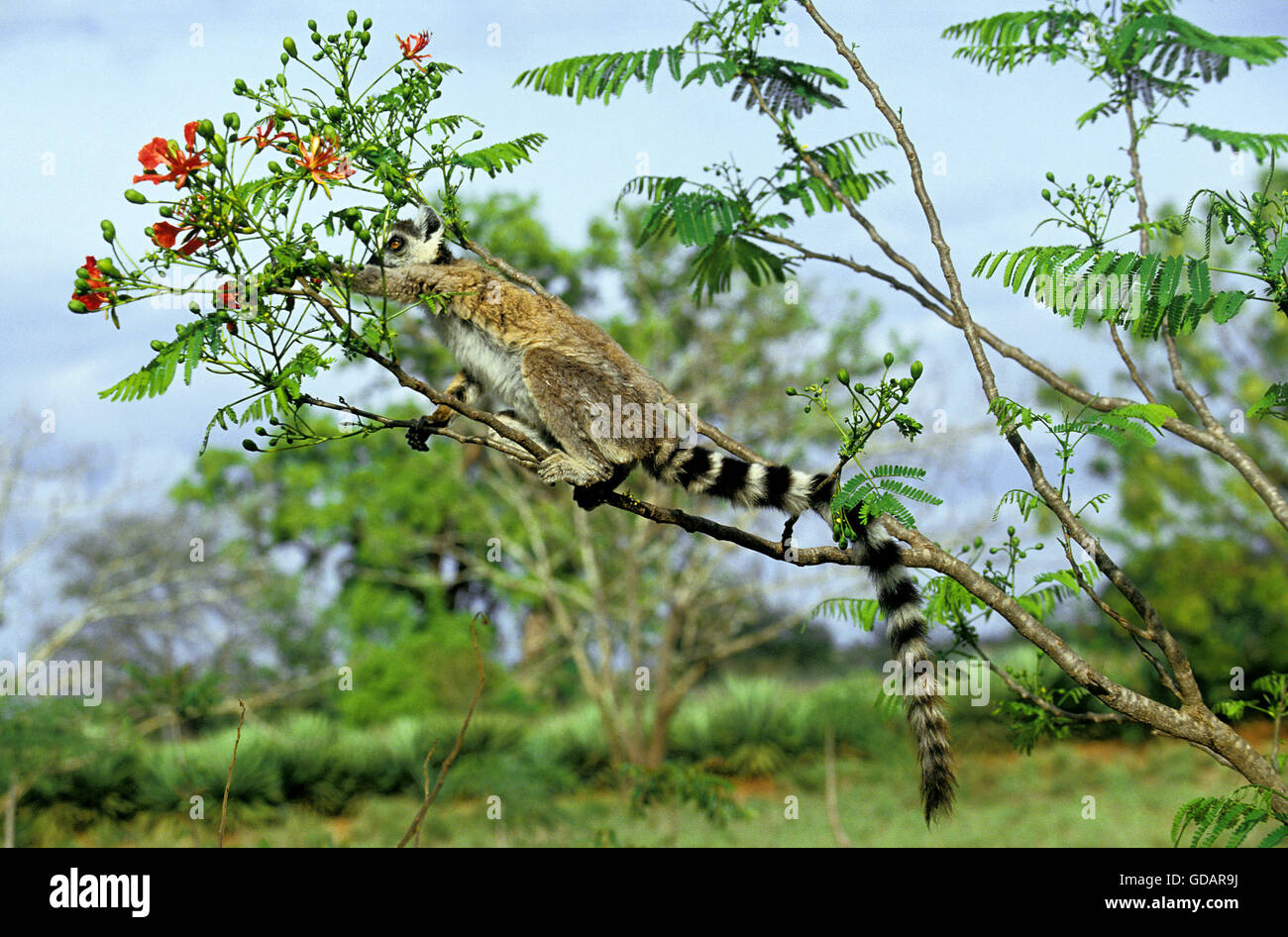 RING TAILED LEMUR lemur catta, DES PROFILS À LA RECHERCHE DE NOURRITURE Dans l'arbre flamboyant, MADAGASCAR Banque D'Images