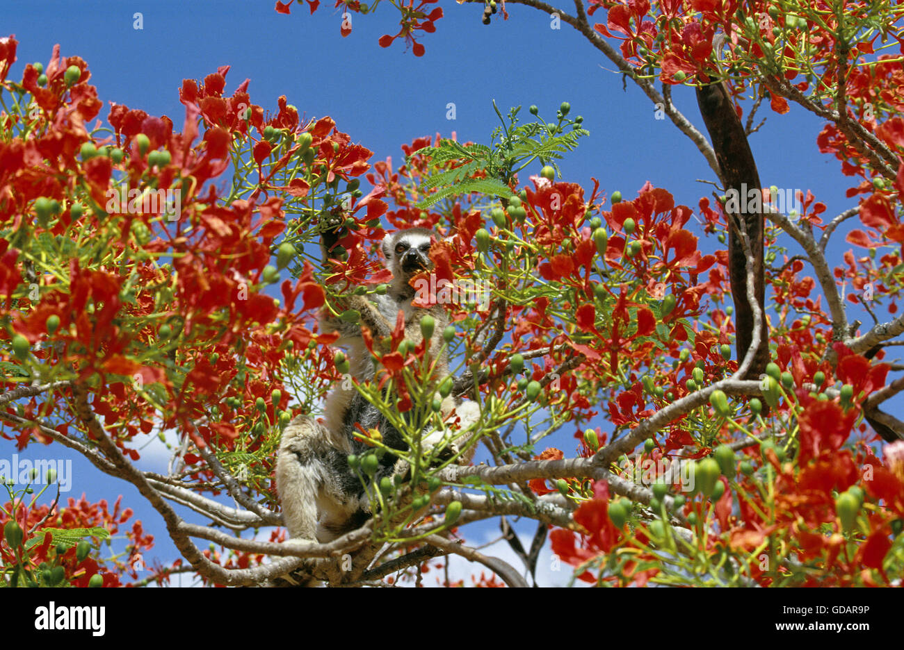 RING TAILED LEMUR lemur catta, DES PROFILS À LA RECHERCHE DE NOURRITURE Dans l'arbre flamboyant, MADAGASCAR Banque D'Images
