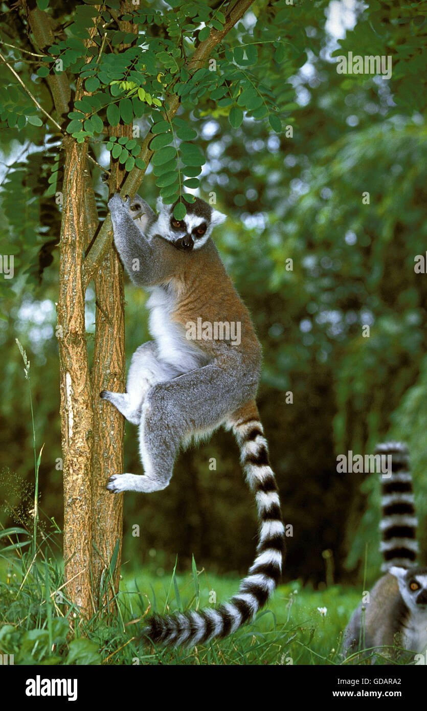 Ring Tailed Lemur, lemur catta, tronc de Adultes Banque D'Images