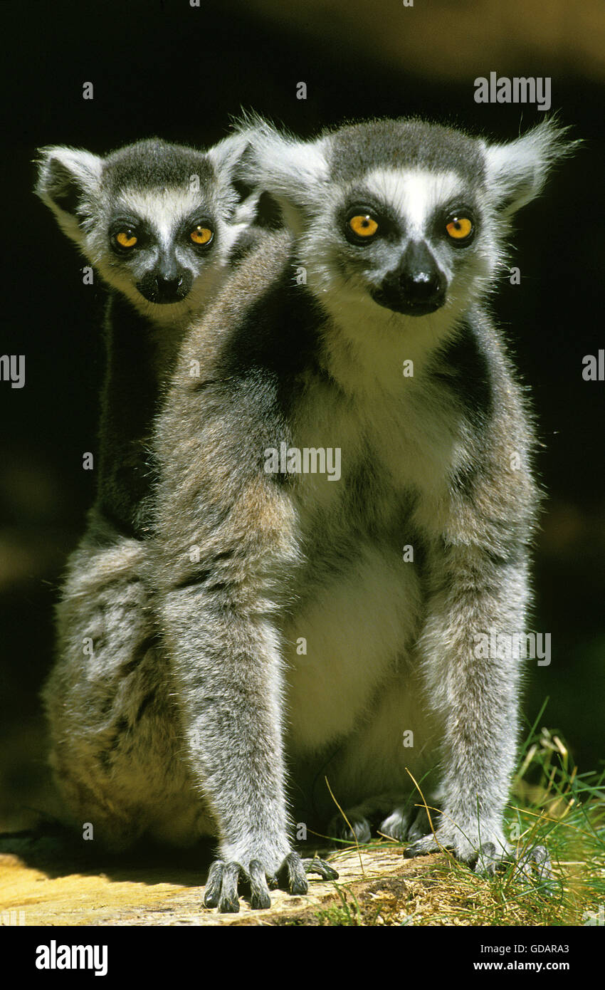 Ring Tailed Lemur, lemur catta, mère avec les jeunes sur le dos Banque D'Images