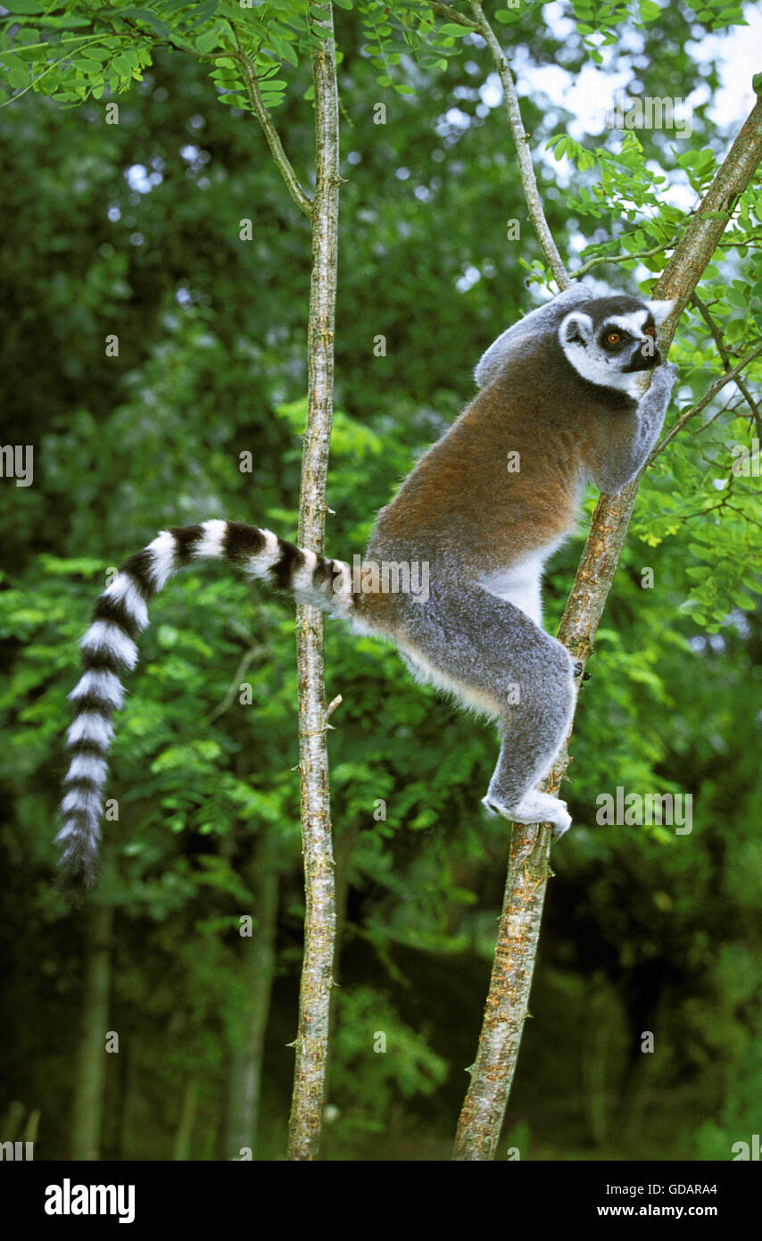 Ring Tailed Lemur, lemur catta, Direction générale de la Tenture des adultes Banque D'Images