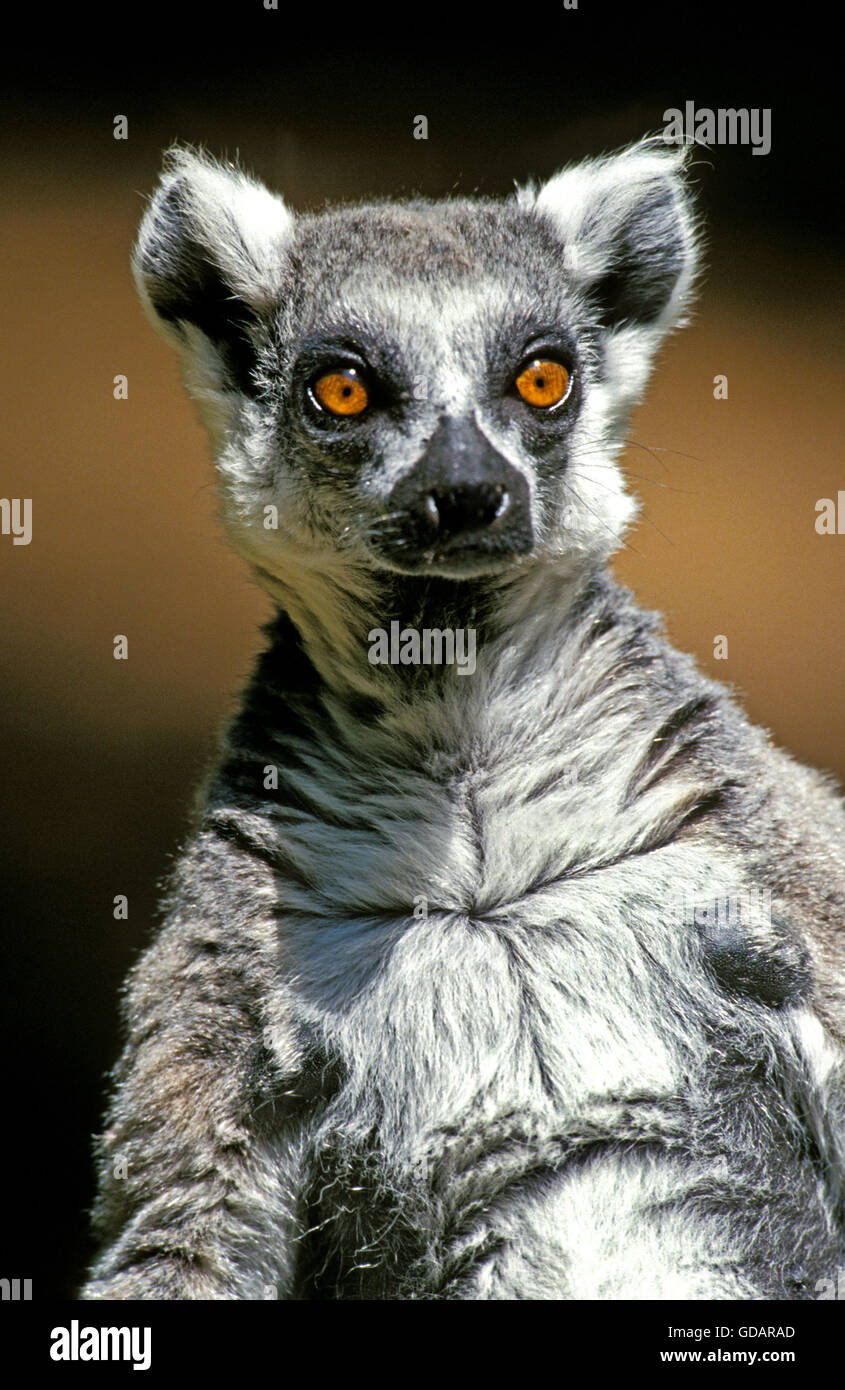 Ring Tailed Lemur, lemur catta, Portrait d'adulte Banque D'Images