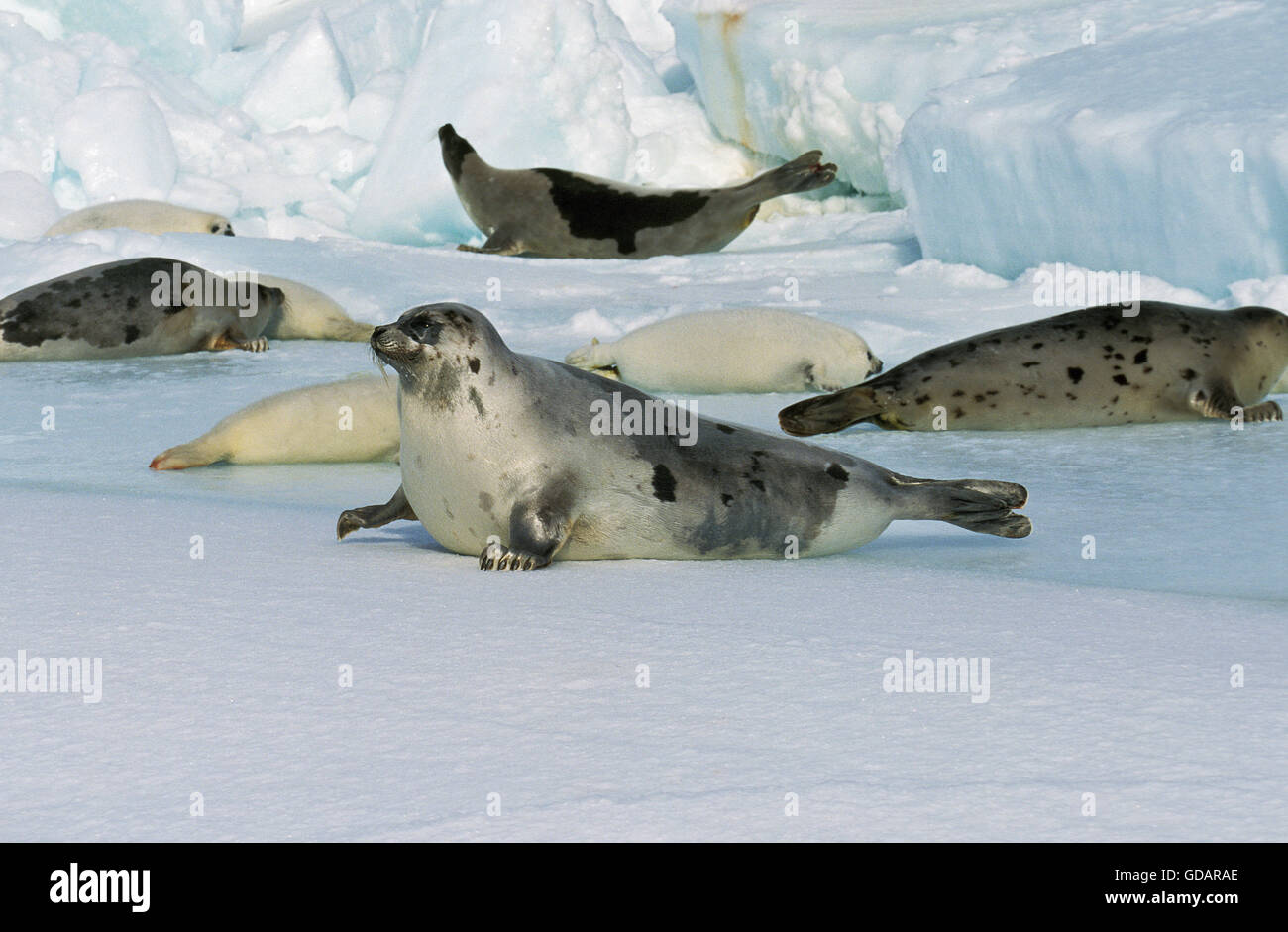 Phoque du Groenland Pagophilus groenlandicus, Groupe sur l'île de Magdalena, CHAMP DE GLACE AU CANADA Banque D'Images