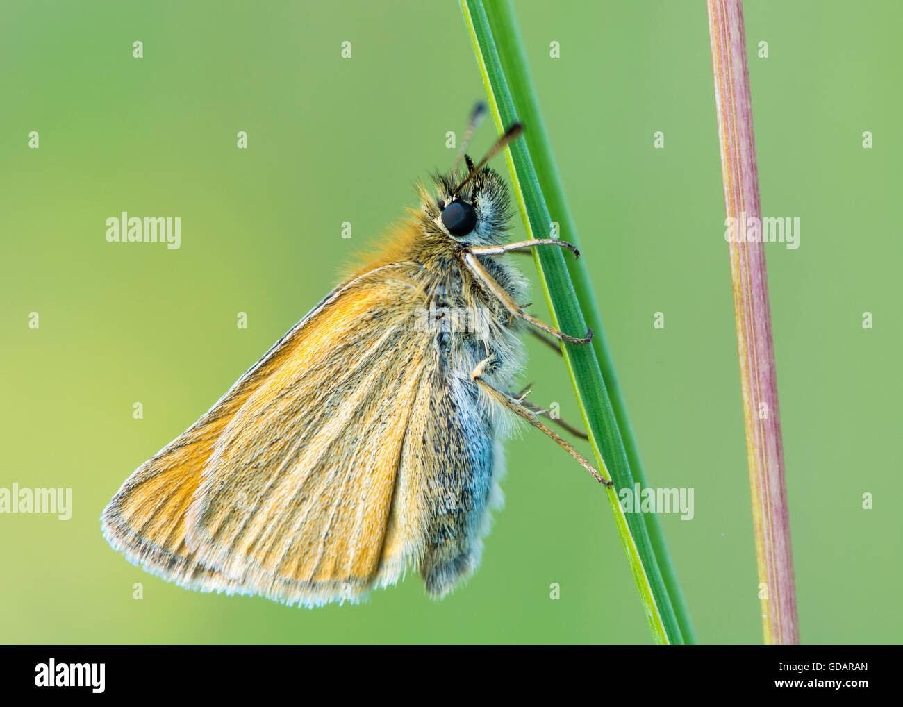 Skipper (Thymelicus lineola Essex) au repos sur l'herbe. Papillon de la famille des, avec dessous d'ailes visible Banque D'Images