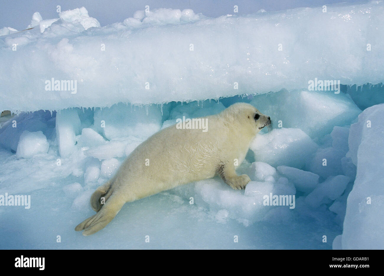 Phoque du Groenland Pagophilus groenlandicus, PETIT CHAMP DE GLACE SUR L'ÎLE DE MAGDALENA, AU CANADA Banque D'Images