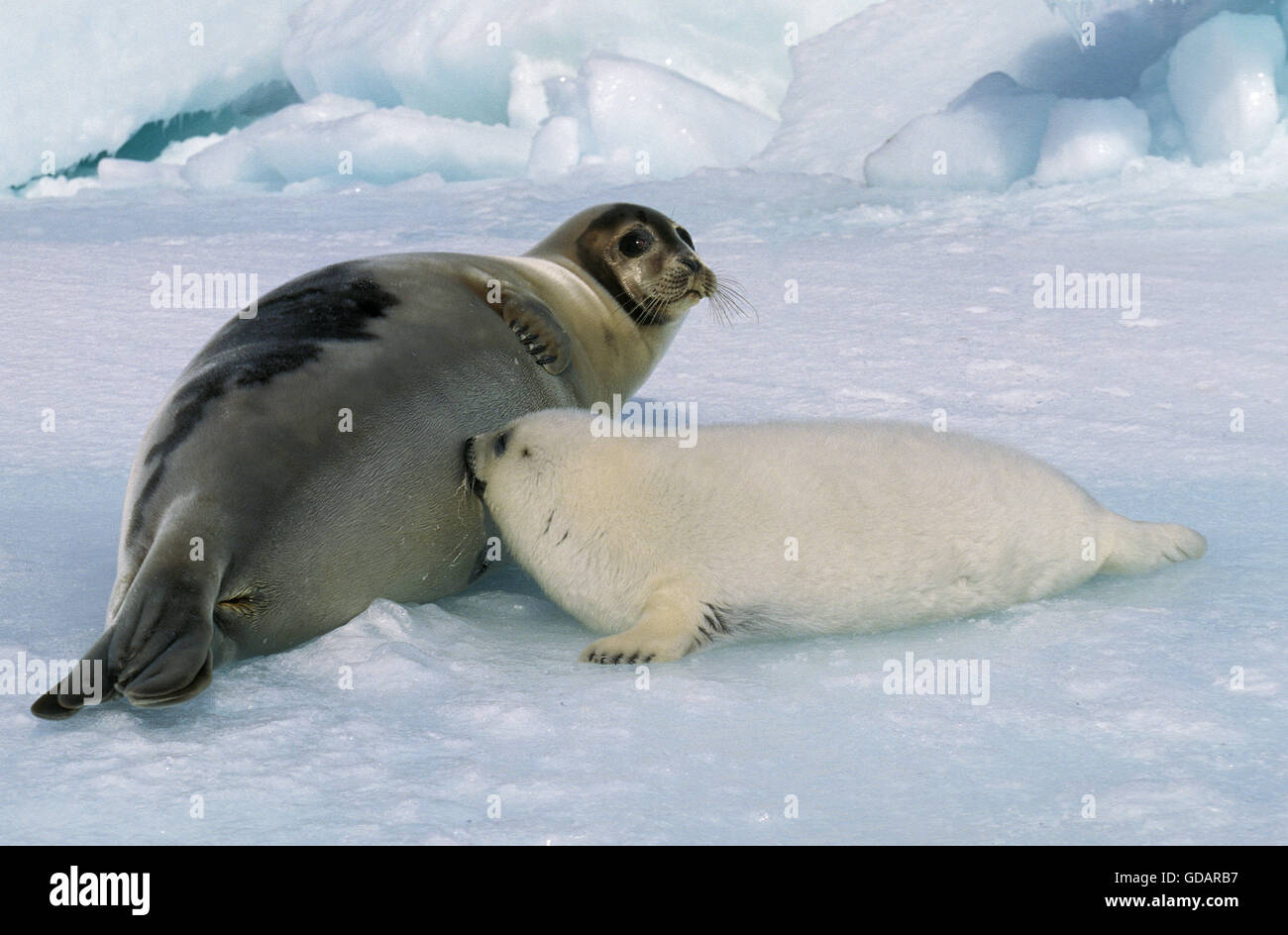 Le phoque du Groenland Pagophilus groenlandicus, Mère avec Pup suckling, Magdalena Island au Canada Banque D'Images