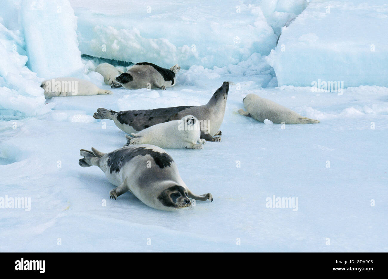 Le phoque du Groenland Pagophilus groenlandicus, femelles avec petit champ de glace sur l'île de Magdalena, au Canada Banque D'Images