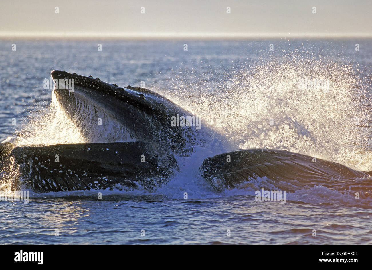 Rorqual à bosse, Megaptera novaeangliae, Groupe d'alimentation de filet à bulles, bouche ouverte pour attraper le krill, Alaska Banque D'Images