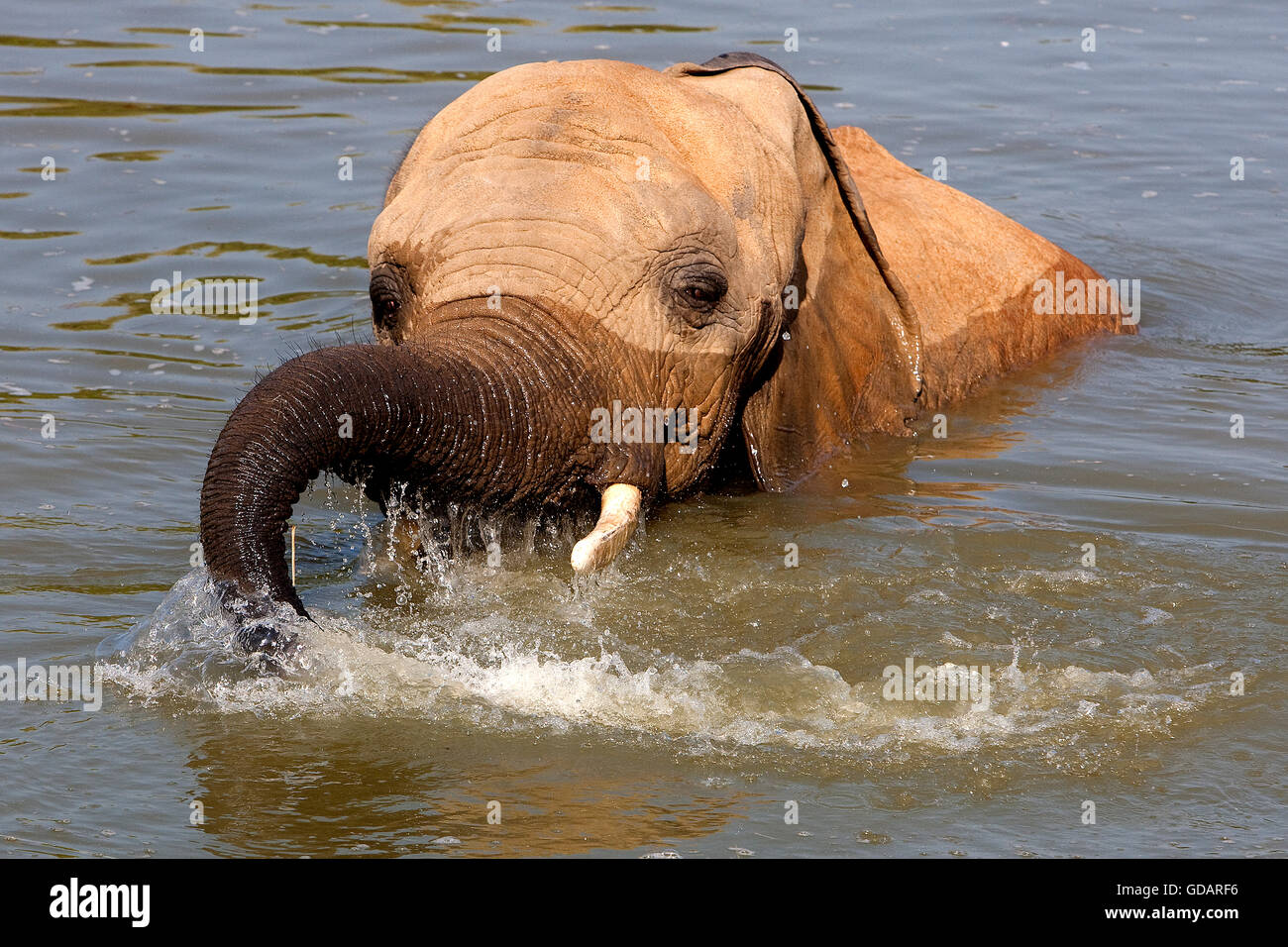 L'éléphant d'Afrique, Loxodonta africana, des profils ayant Baignoire Banque D'Images
