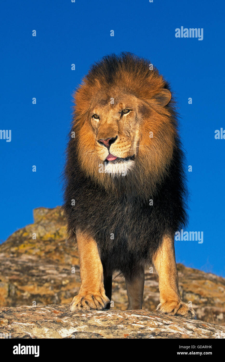 L'AFRICAN LION Panthera leo, ADULTE ON ROCK Banque D'Images