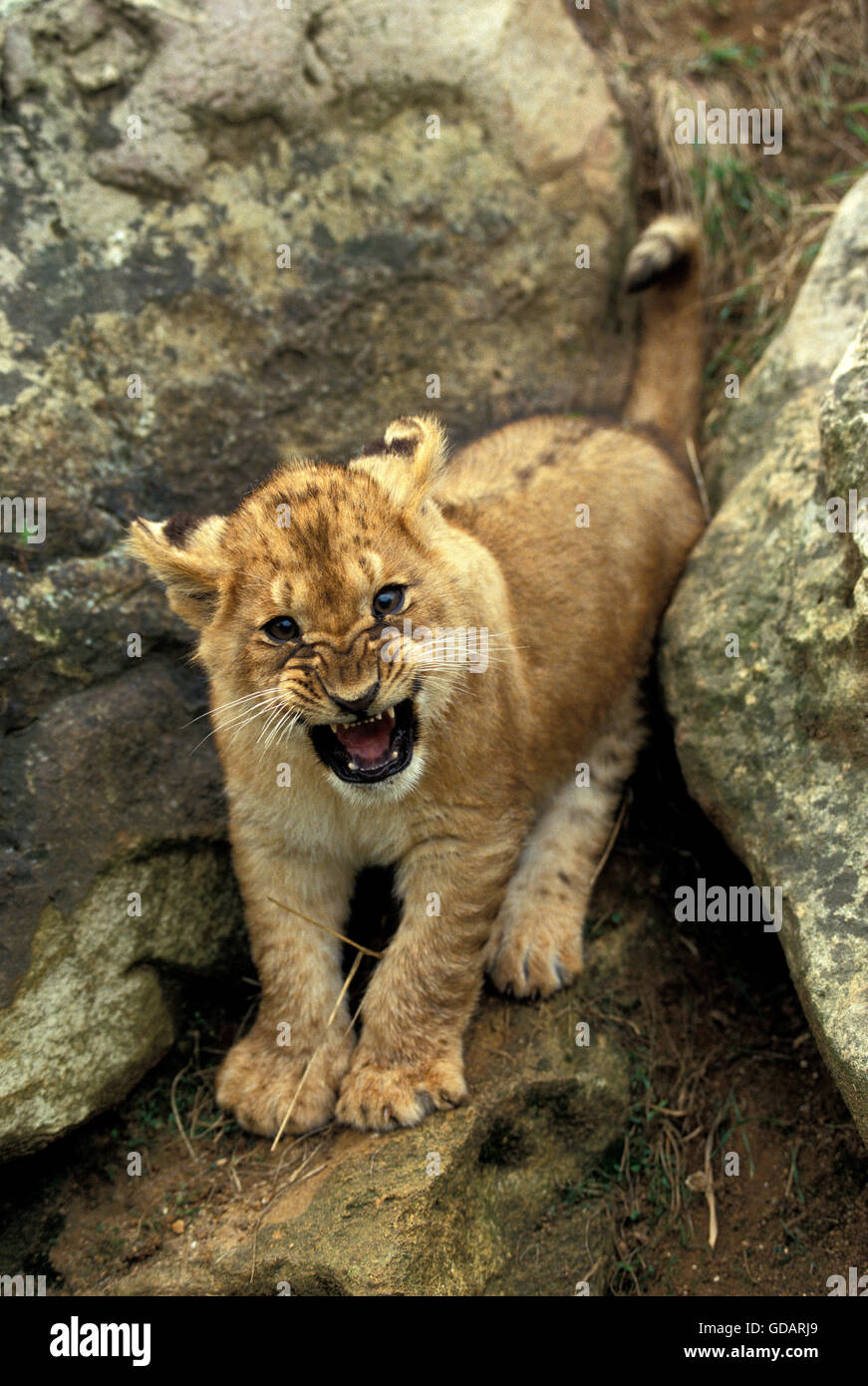 L'AFRICAN LION Panthera leo, CUB SNARLING Banque D'Images