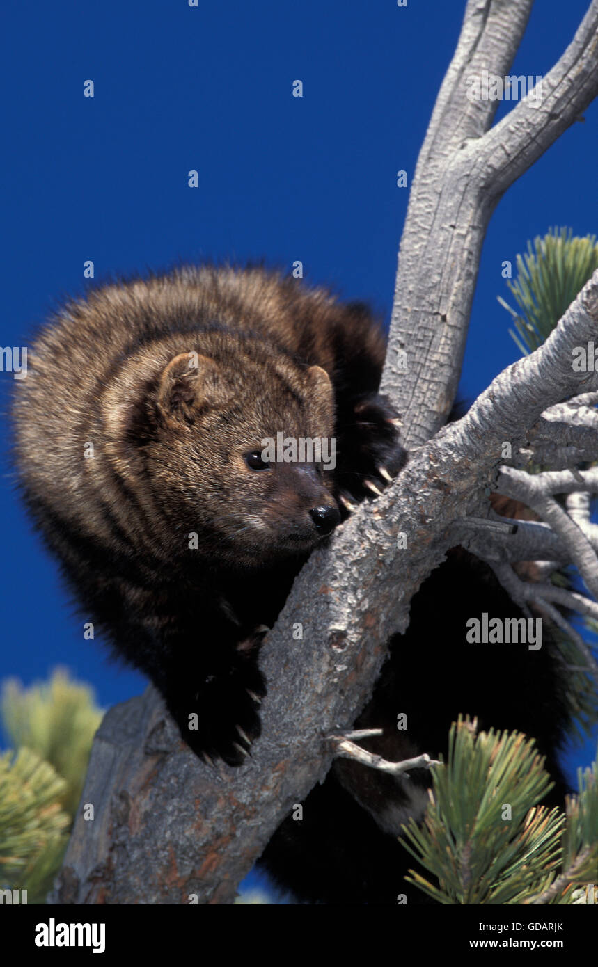 Fisher, Martes pennanti, des profils dans l'arbre sur fond de ciel bleu, Canada Banque D'Images