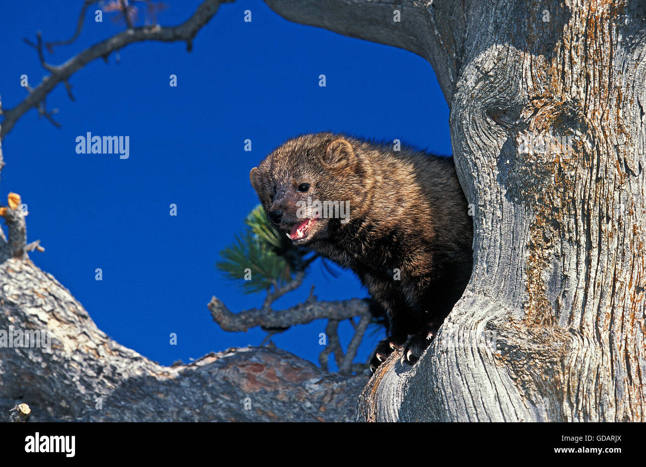 Fisher, Martes pennanti, des profils en arbre, Canada Banque D'Images
