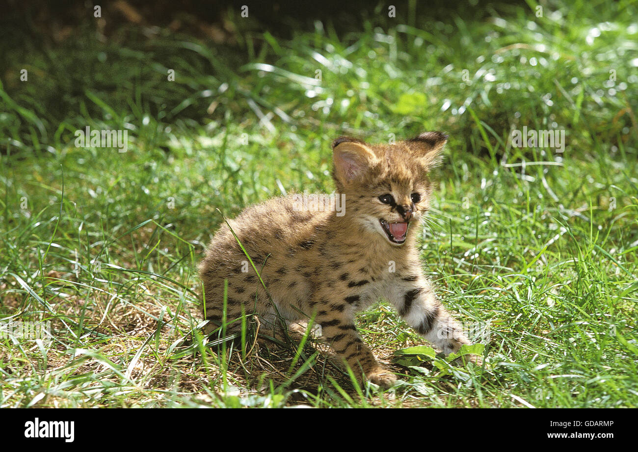 Leptailurus serval serval, CUB SNARLING Banque D'Images