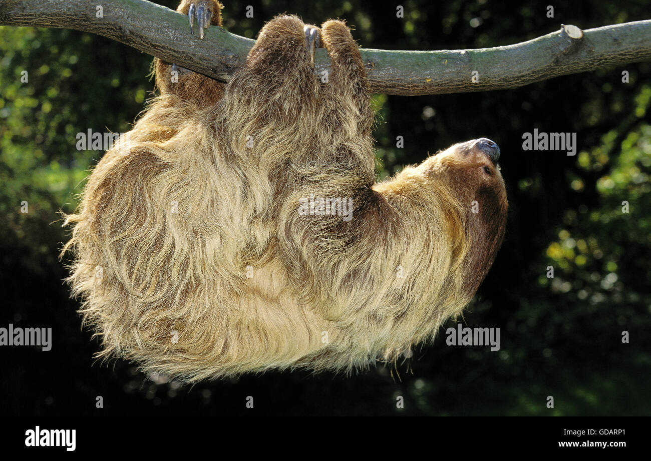 Deux doigts choloepus didactylus Sloth, adultes, Direction générale de Banque D'Images