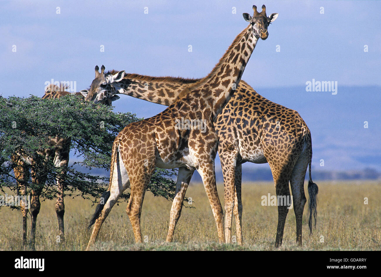 Le Masai Giraffe Giraffa camelopardalis tippelskirchi, troupeau d'adultes au Kenya Banque D'Images