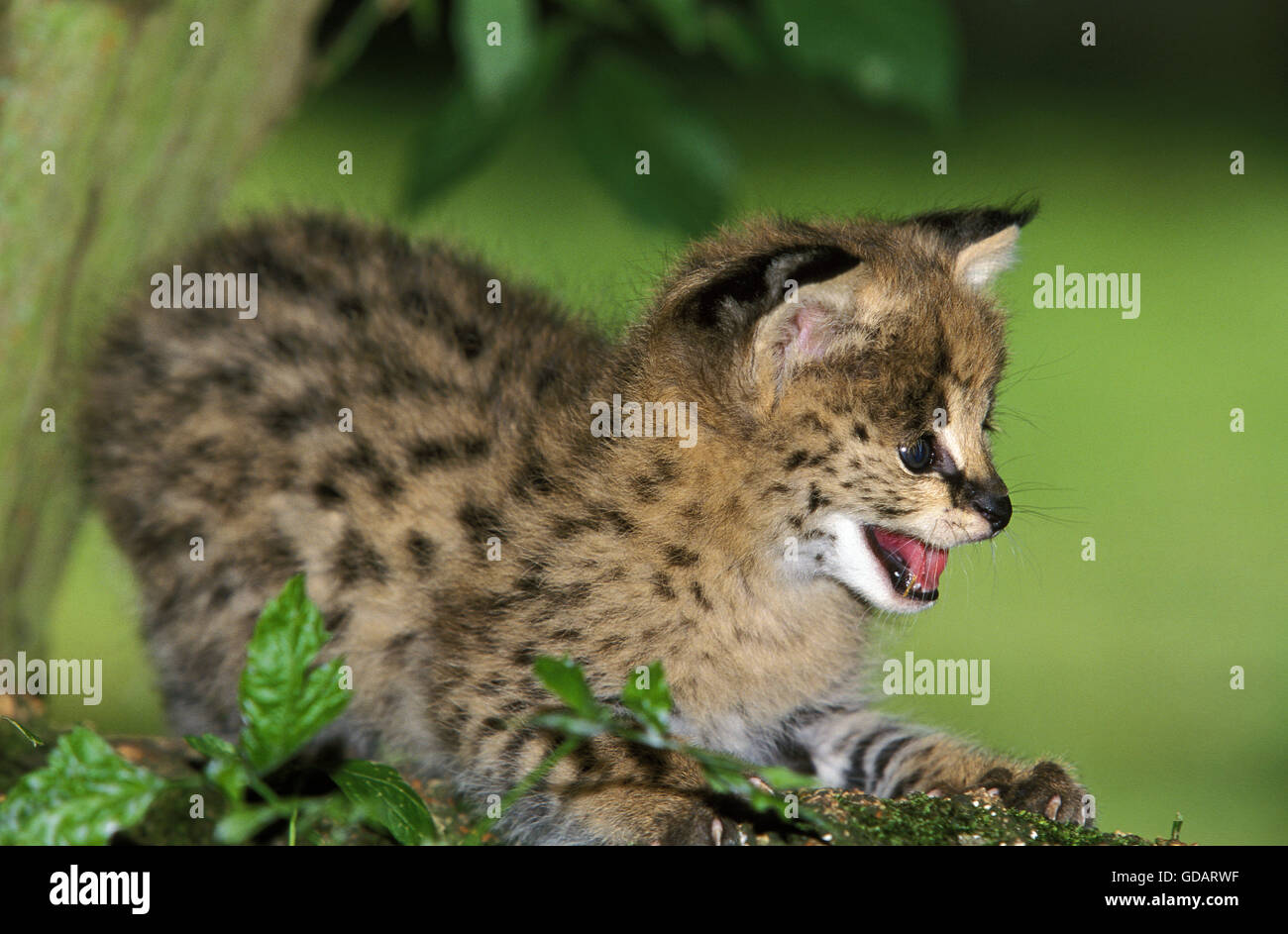 Serval (Leptailurus serval, Cub Banque D'Images