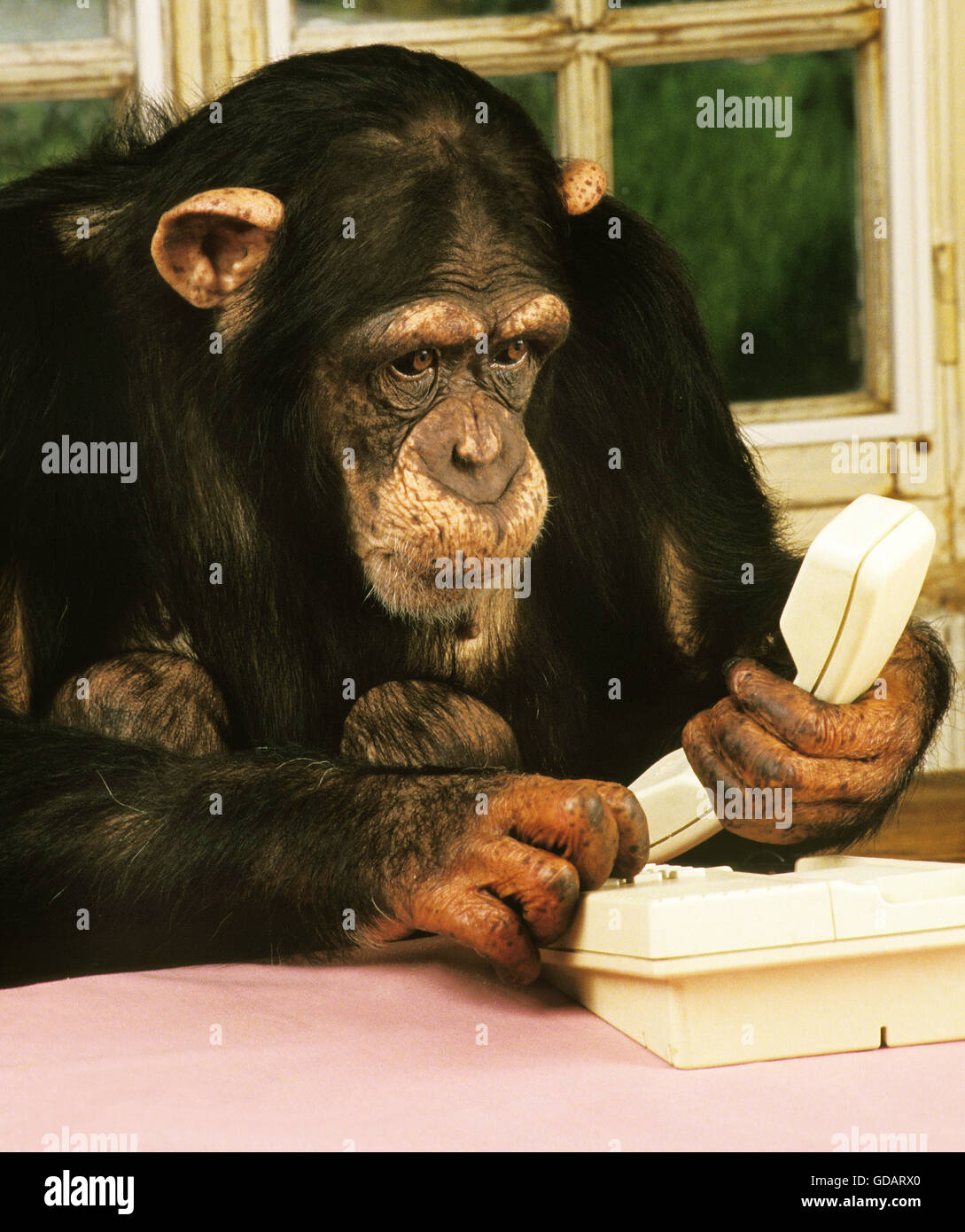 Le chimpanzé, pan troglodytes, avec un téléphone, formés pour faire comme les humains Banque D'Images
