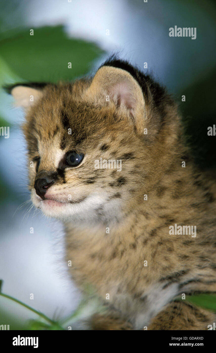 Serval (Leptailurus serval, Cub Banque D'Images