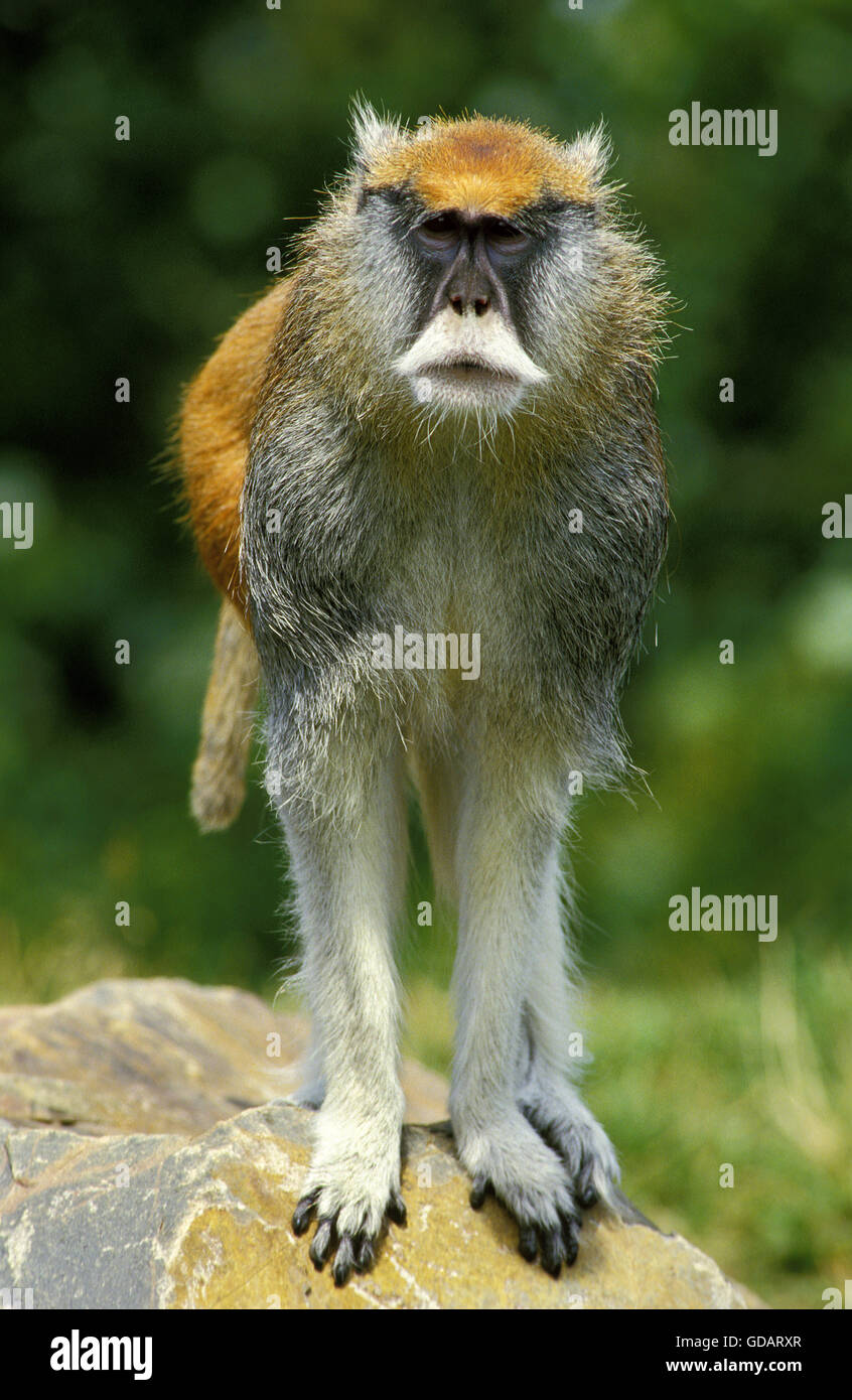 Erythrocebus patas Patas, singe, homme on Rock Banque D'Images