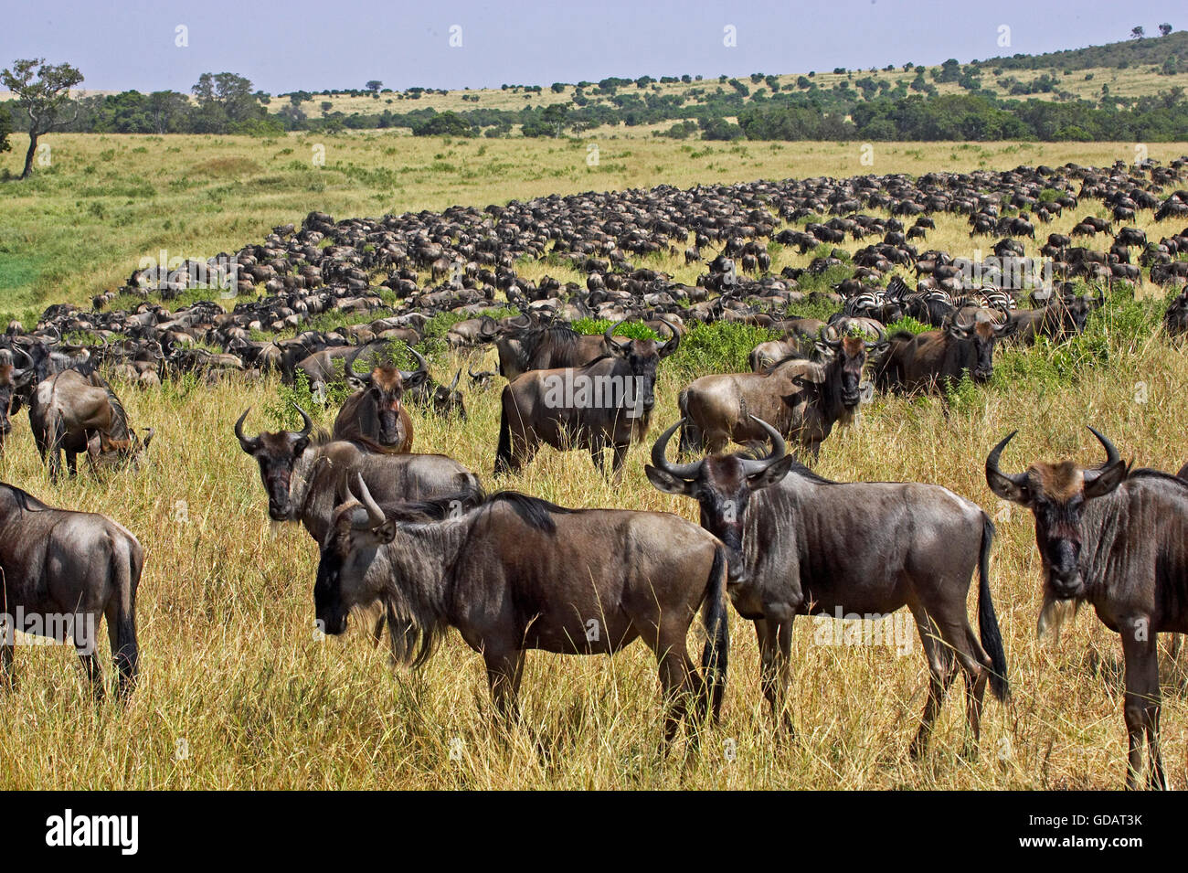 Le Gnou bleu, Connochaetes taurinus, troupeau, la migration du parc de Masai Mara au Kenya Banque D'Images