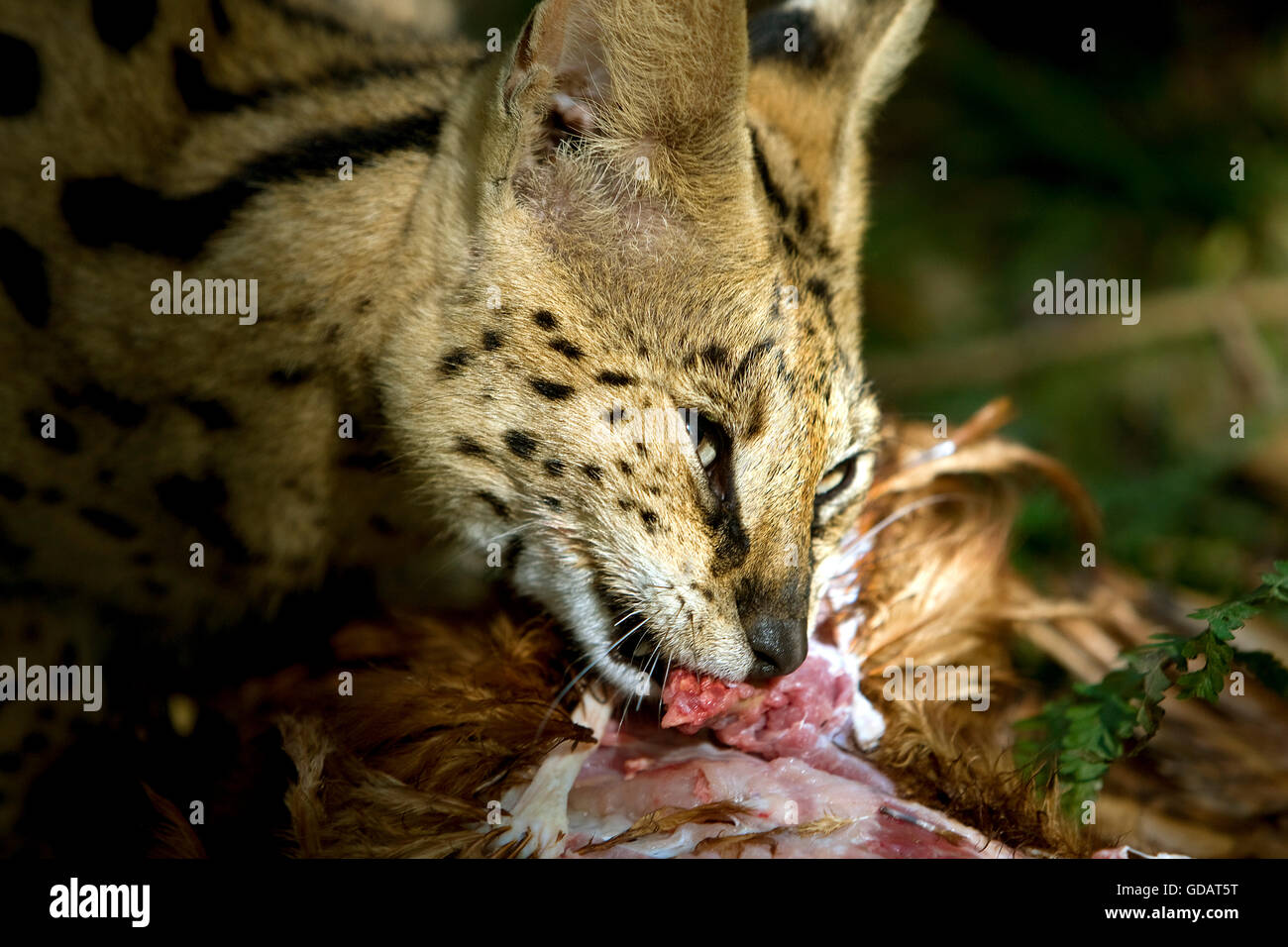 Leptailurus serval serval AVEC UNE PROIE Banque D'Images