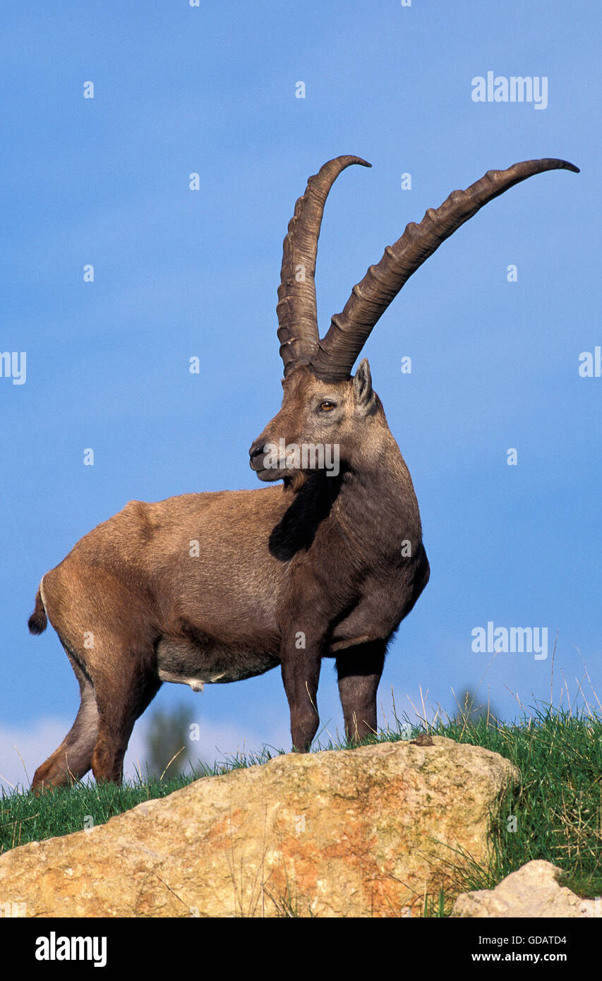 , Bouquetin des Alpes Capra ibex Banque D'Images
