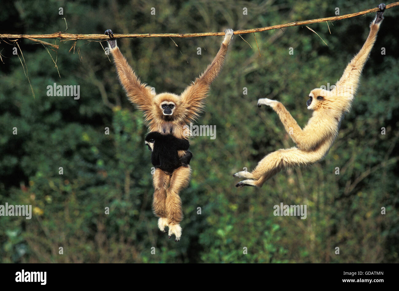 Main blanche, Gibbon hylobates lar, Femme transportant les jeunes, suspendu à Liana Banque D'Images
