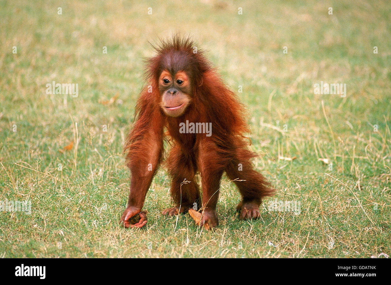 L'orang-outan, pongo pygmaeus BABY Banque D'Images