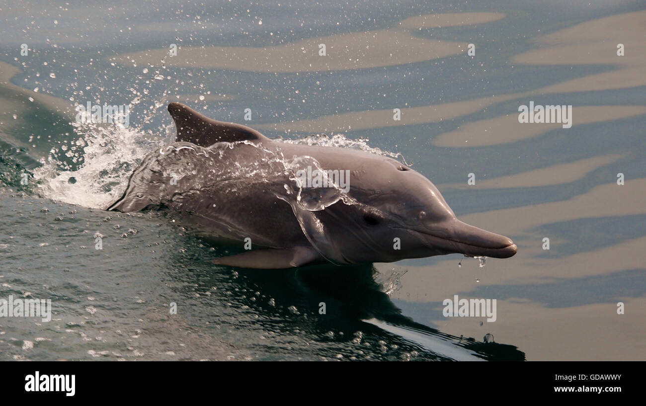 Dolphin,Oman,Musandan Banque D'Images