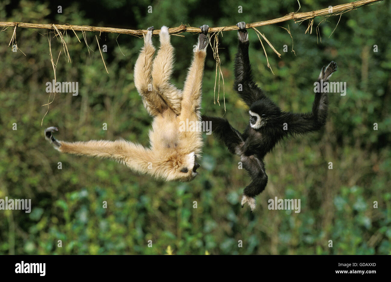 WHITE-REMIS GIBBON hylobates lar, ADULTES SUSPENDUS LIANA Banque D'Images