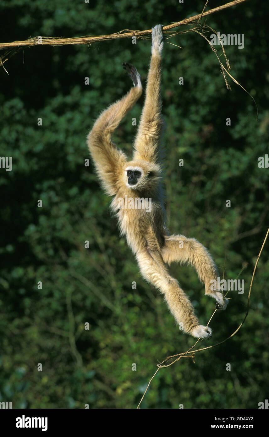 White-Handed Gibbon hylobates lar, femme, accrochée à Liana Banque D'Images