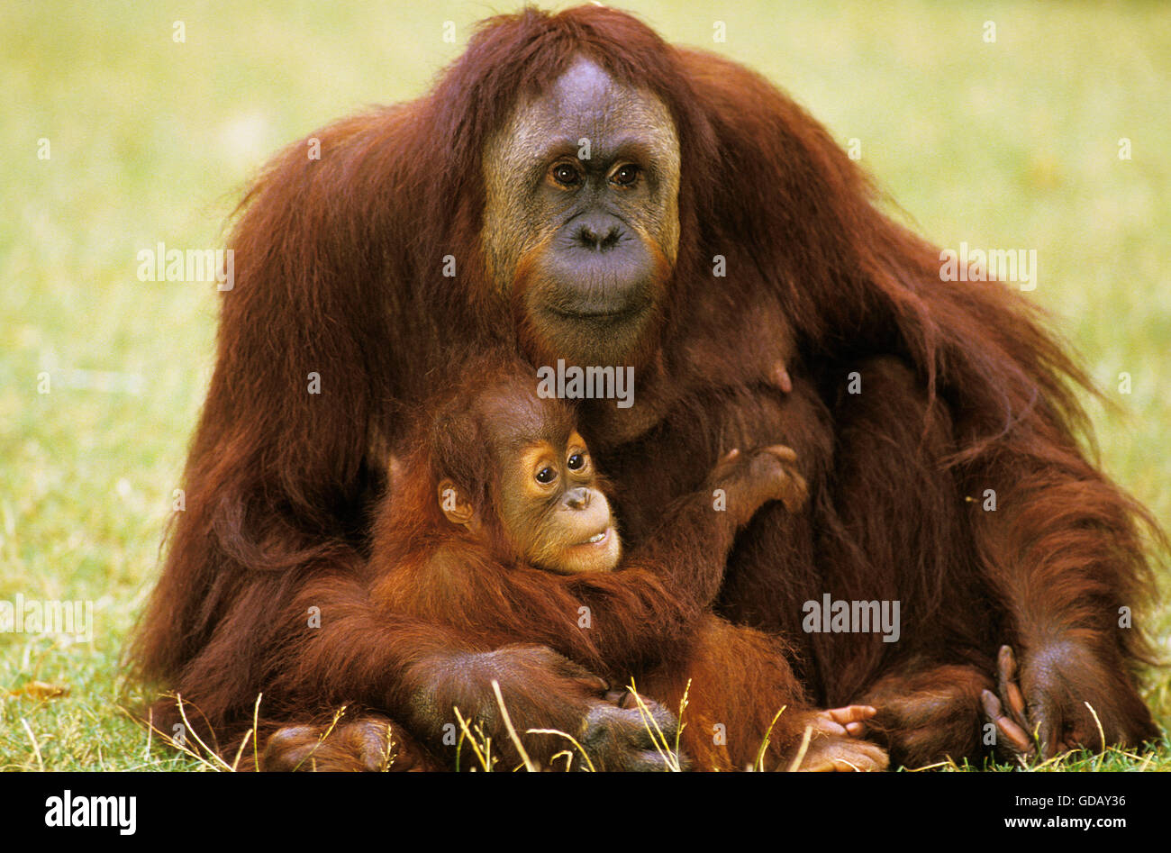 L'orang-outan, pongo pygmaeus MOTHER WITH BABY SITTING ON GRASS Banque D'Images