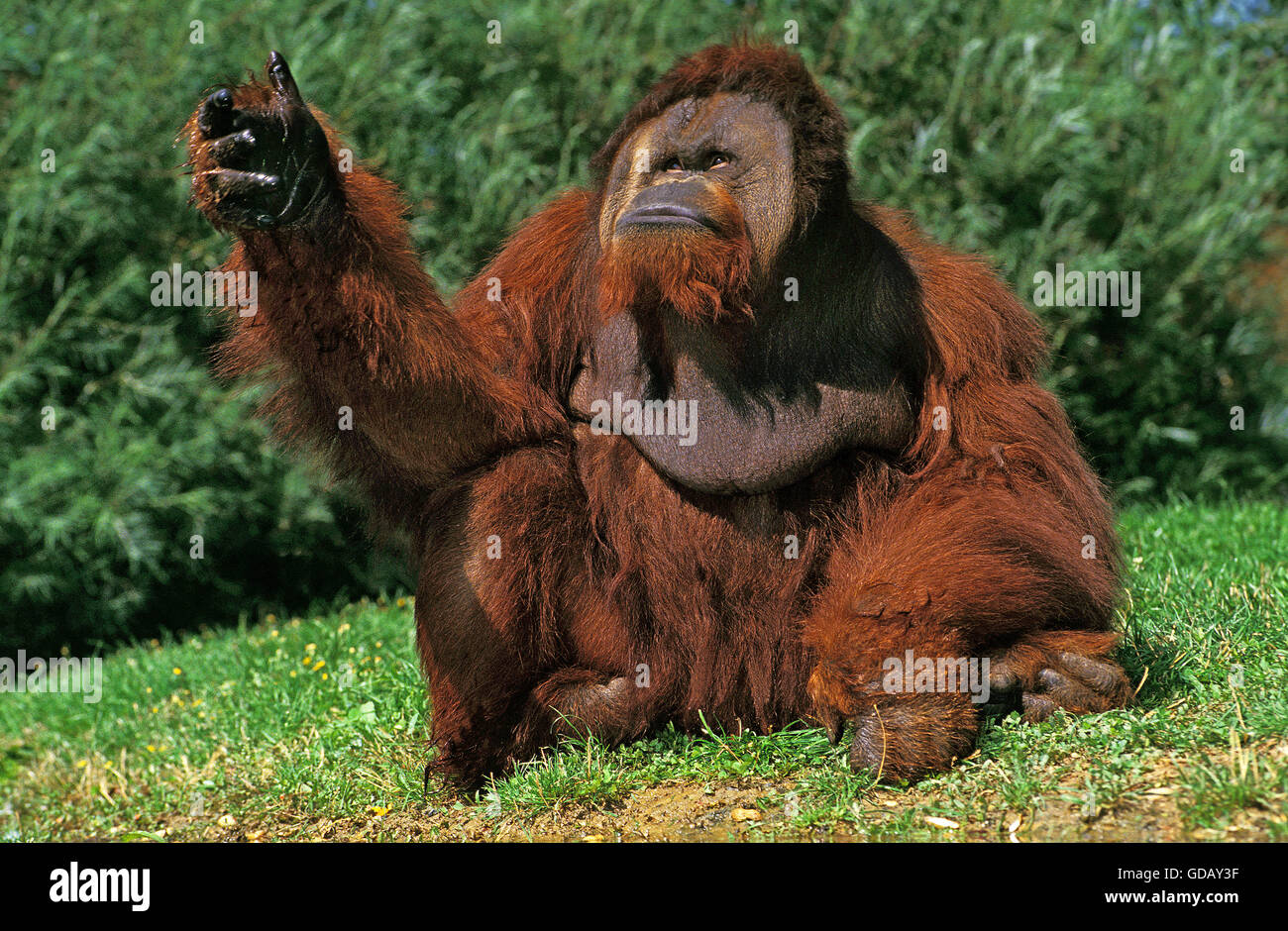 L'orang-outan, pongo pygmaeus mâle sur l'HERBE Banque D'Images