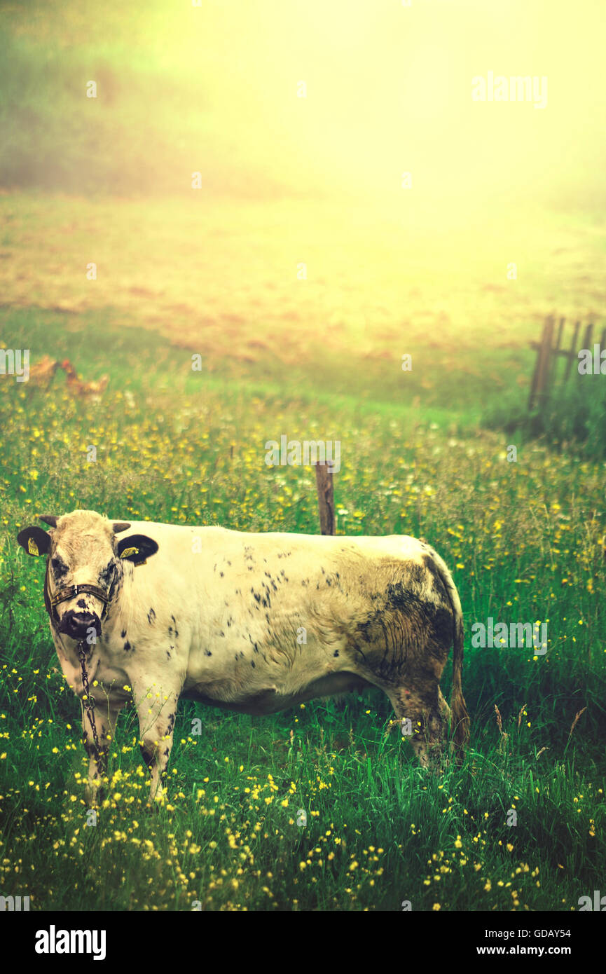 Un gros blanc cow standing in meadow et regardant la caméra Banque D'Images