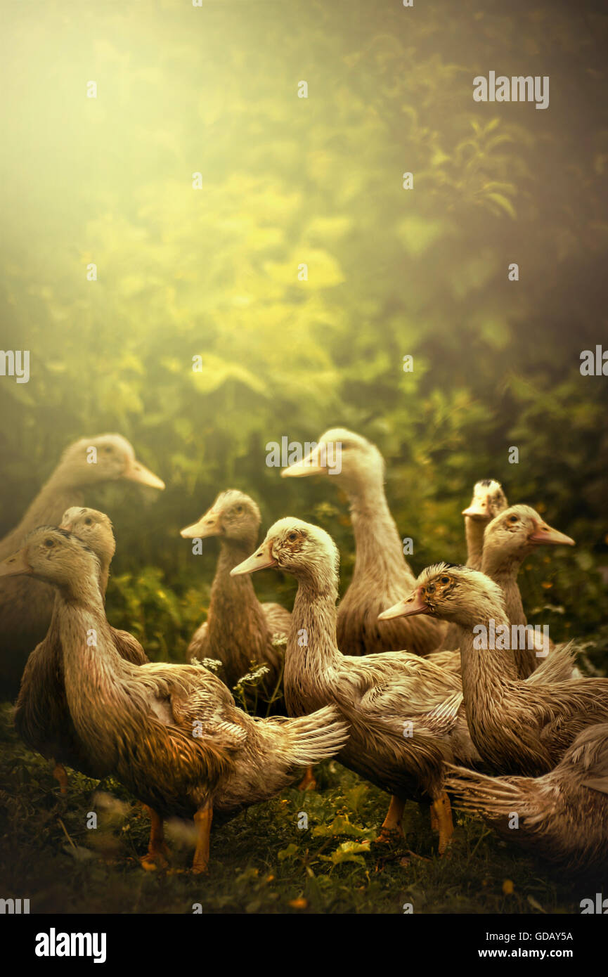 Groupe de petits canards dans la nature Banque D'Images