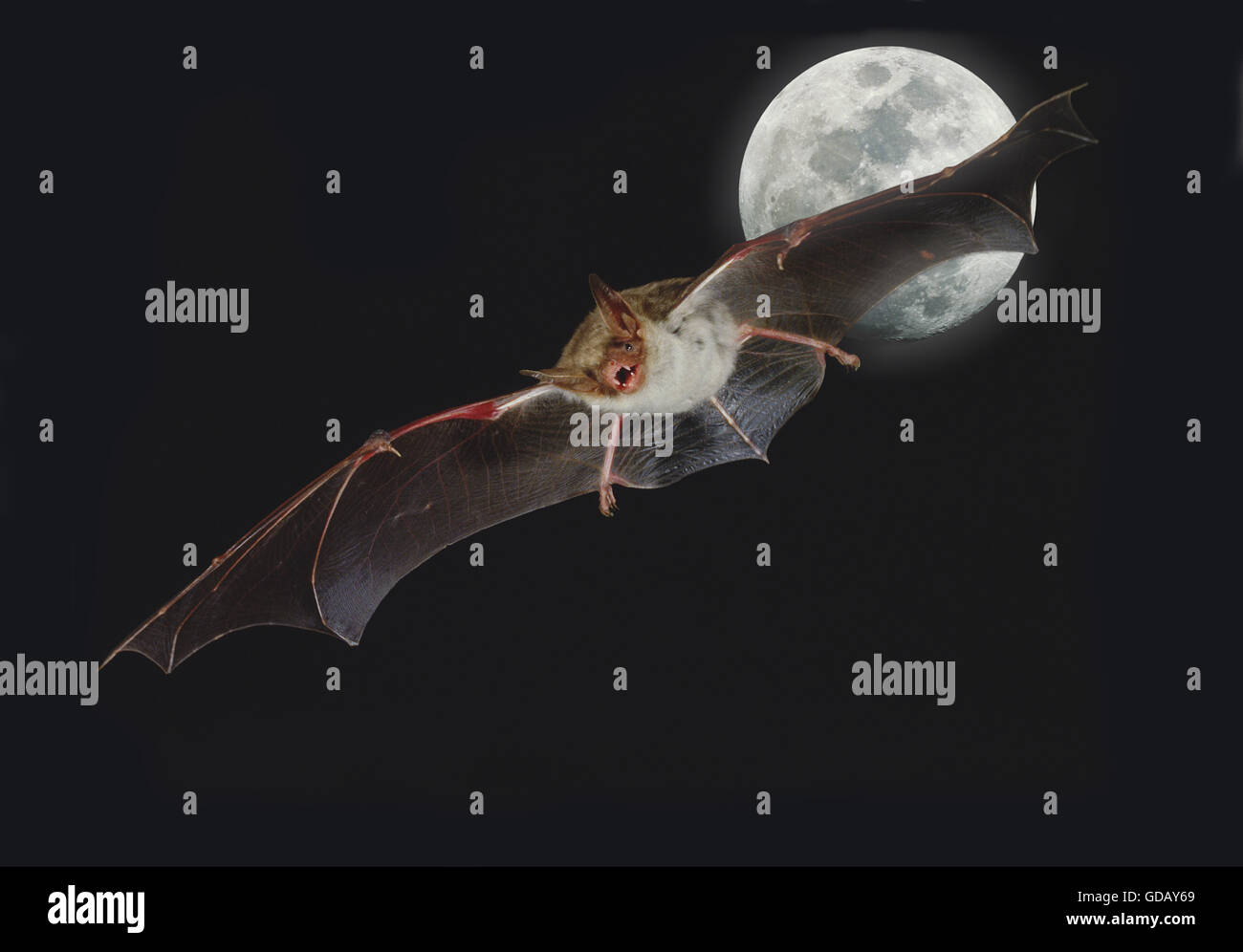 Halloween Arrière-plan Avec La Lune Et Les Chauves-souris Clip Art Libres  De Droits, Svg, Vecteurs Et Illustration. Image 7904988