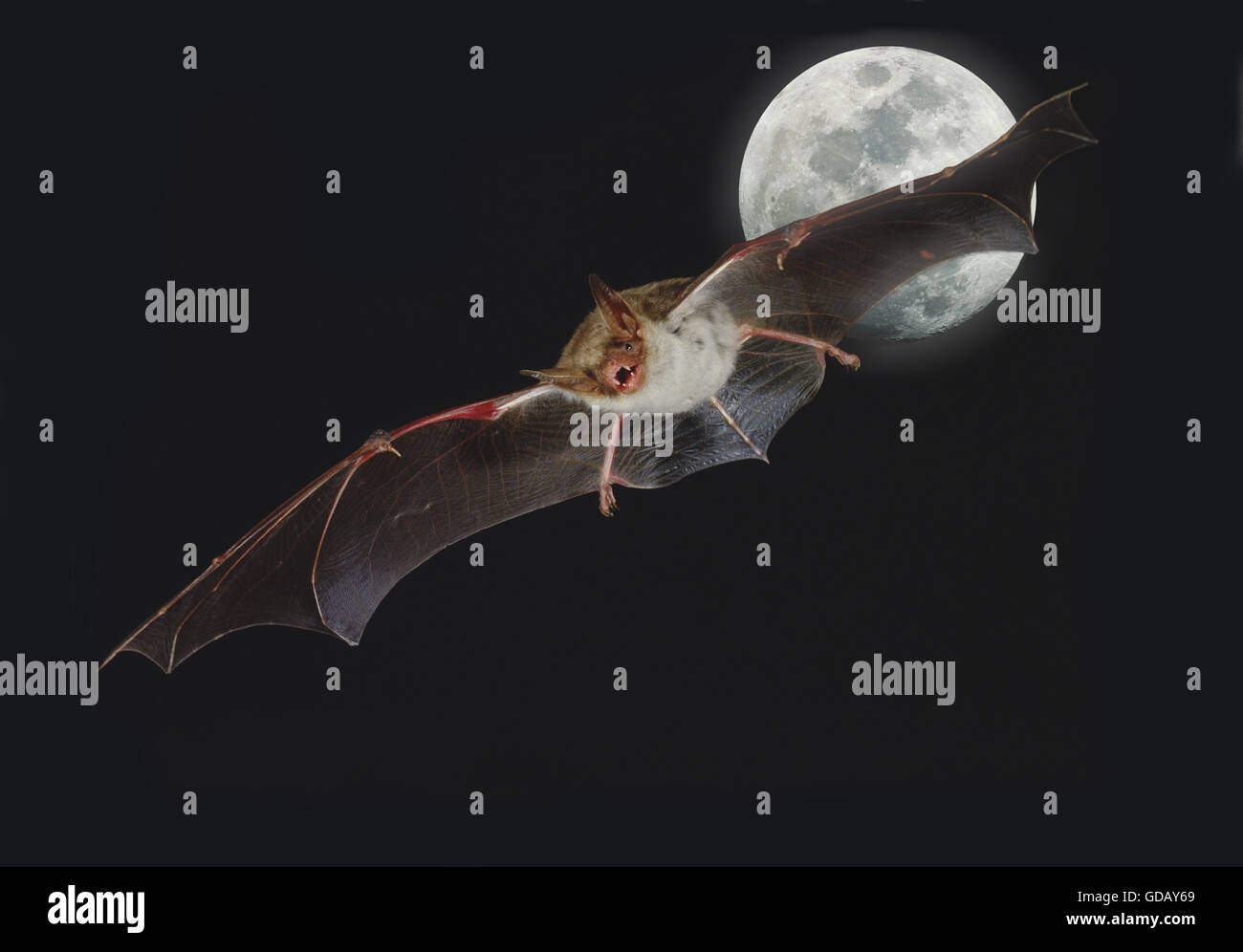 Chauve-souris de la souris, myotis myotis, vol à la Pleine Lune Banque D'Images
